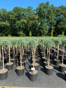 Közönséges boróka JUNIPERUS COMMUNIS SIBERICA T80 K11