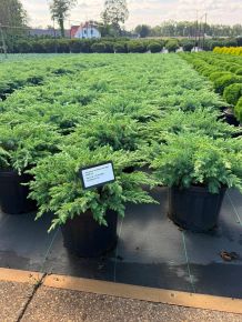 Fövenyboróka    JUNIPERUS CONFERTA SCHLAGER 30/40 K8