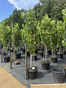 Fehér szőlő VITIS VINIFERA BIANCA 200/+ K45