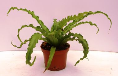Madárfészekpáfrány ASPLENIUM CS12