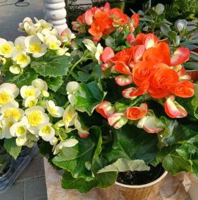Begónia BEGONIA CS12