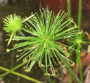 Törpe papiruszsás CS12    