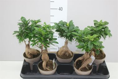 Fikusz bonsai FICUS GINSENG CS11