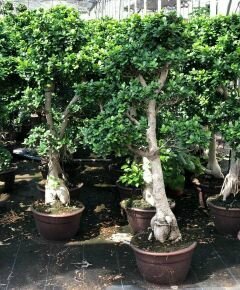 Fikusz bonsai BONSAI 135/150 K40  