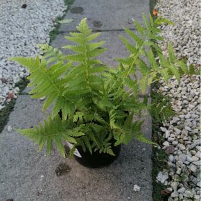 Európai struccpáfrány MATTEUCCIA STRUTHIOPTERIS K1,5