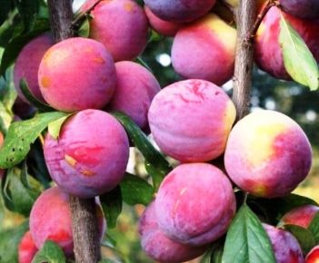 Fortune japán szilva Prunus salicina