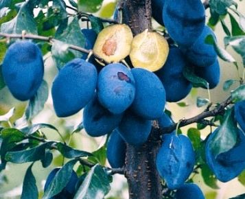 Topend plusz szilva Prunus domestica