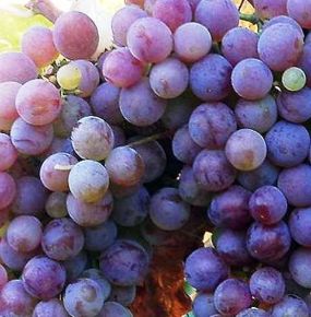 Flóra csemegeszőlő VITIS VINIFERA FLÓRA R73 (KÜLÖNLEGES CSEMEGE) SZGY