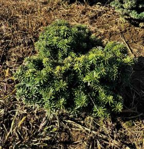 Törpe koreai jegenyefenyő ABIES KOREANA CIS 20/30*