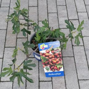 Balkon füge FICUS CARICA BALKON LITTLE MISS 