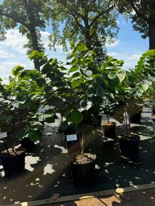 Kínai júdásfa CERCIS CHINENSIS AVONDALE 40/50 K11