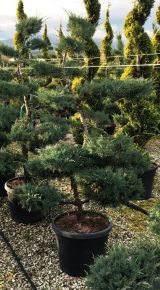 Bonsai boróka   JUNIPERUS MEDIA PFITZERIANA GLAUCA BONSAI 150/175 K55