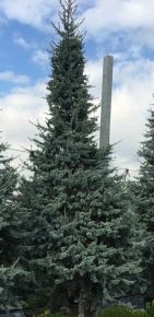 Kék atlasz cédrus  CEDRUS ATLANTICA GLAUCA 350/400 K285
