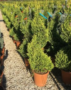 Arany lombú leyland ciprus CUPRESSOCYPARIS LEYLANDII CASTLEWELLAN GOLD SPIRÁL 120/140 K20