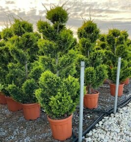 Arany lombú leyland ciprus CUPRESSOCYPARIS LEYLANDII GOLD RIDER BONSAI 120/140 K20