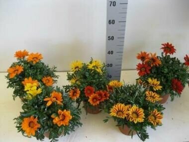 Záporvirág GAZANIA CS12