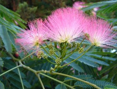Selyemakác   ALBIZIA JULIBRISSIN 180/+ K12