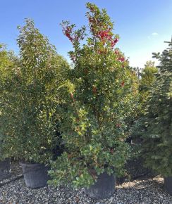 Kékeslevelű magyal ILEX MESERVEAE HECKENFEE KÚP K50