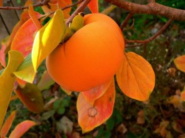 Japán datolyaszilva DIOSPYROS KAKI VANIGLIA FL