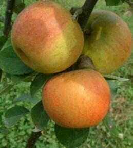 Nyári csíkos borízű alma Malus domestica