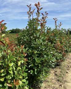 Örökzöld korallberkenye PHOTINIA FRASERI RED ROBIN 175/200*