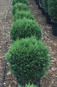 Leyland ciprus   CUPRESSOCYPARIS LEYLANDII GÖMBRE NYIRT 30/40 K15