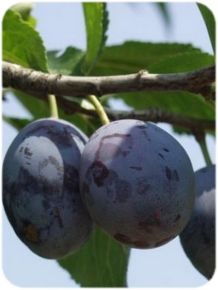 Besztercei szilva Prunus domestica