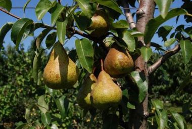 Bosc kobak körte PYRUS COMMUNIS BOSC KOBAK 100/150 K9,5