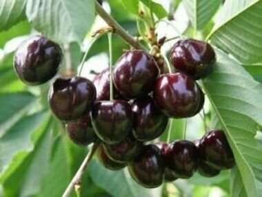 Schneiders Späte Knorpelkirsche cseresznye Prunus avium