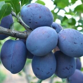 Toptaste/Kulinaria szilva Prunus domestica