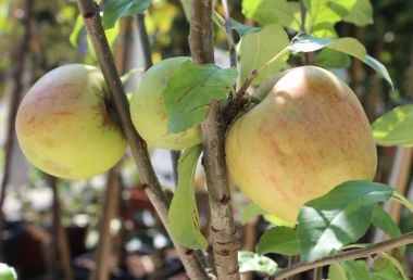 Mutsu alma MALUS DOMESTICA MUTSU 200/250 K12