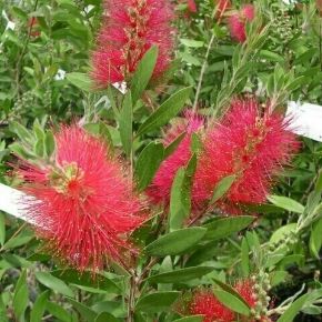 Kefevirág   CALLISTEMON SPLENDENS GÖMB 30CM K3