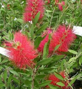 Kefevirág   CALLISTEMON SPLENDENS GÖMB 30CM K3