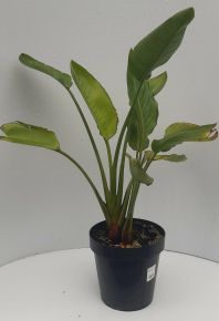 Papagájvirág   STRELITZIA REGINAE K9