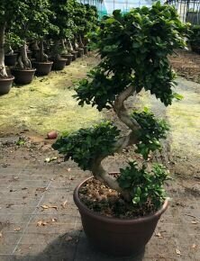 Fikusz bonsai BONSAI S-FORMA 110/120CM K30 