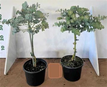 Havasi eukaliptusz  EUCALYPTUS GUNNII T70 K3