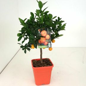 Kalamondin CITRUS CALAMONDINO T1/4 65CM K5 (NARANCSSÁRGA SZÖGLETES CSERÉP)