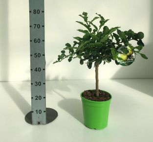 Kaffir lime  CITRUS HYSTRIX T1/4 70/80 K5 (ZÖLD SZÖGLETES CSERÉP)