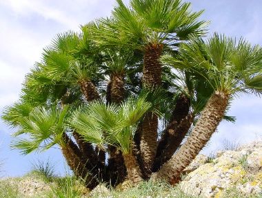 Törpe lószőrpálma CHAMAEROPS HUMILIS K30