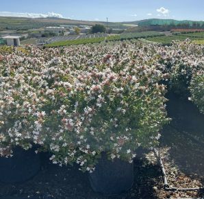 Nagyvirágú tárnicslonc ABELIA GRANDIFLORA GÖMB K30