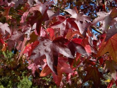 Amerikai ámbrafa   LIQUIDAMBAR STYRACIFLUA 350/400 K180