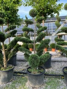 Arany lombú leyland ciprus CUPRESSOCYPARIS LEYLANDII CASTLEWELLAN GOLD BONSAI 220/240 K180