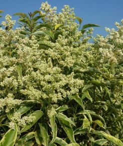 Tarka japán fagyal  LIGUSTRUM JAPONICUM EXCELSUM SUPERBUM T1/2 40/50 K18