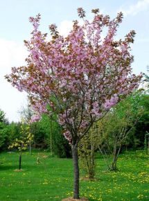 Japán díszcseresznye   PRUNUS SERRULATA KANZAN T200 20/25 K130