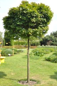 Mocsári gömb tölgy  QUERCUS PALUSTRIS GREEN DWARF T1/2 K30