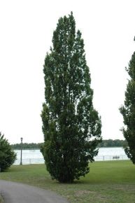 Oszlopos tölgy   QUERCUS ROBUR FASTIGIATA KOSTER T200 20/25 K180