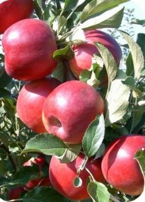 Jonatán alma PYRUS COMMUNIS CLAPP KEDVELTJE 100/150 K9,5