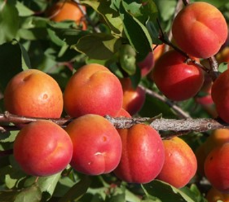 Kyoto kajszi Prunus armeniaca