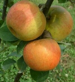 Nyári csíkos borízű alma Malus domestica