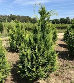 Oregoni sárga hamisciprus CHAMAECYPARIS LAWSONIANA IVONNE NYÍRT 100/125*